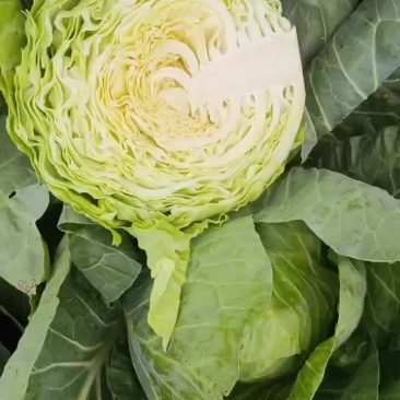 甘蓝，手感菜，面包菜大量有货