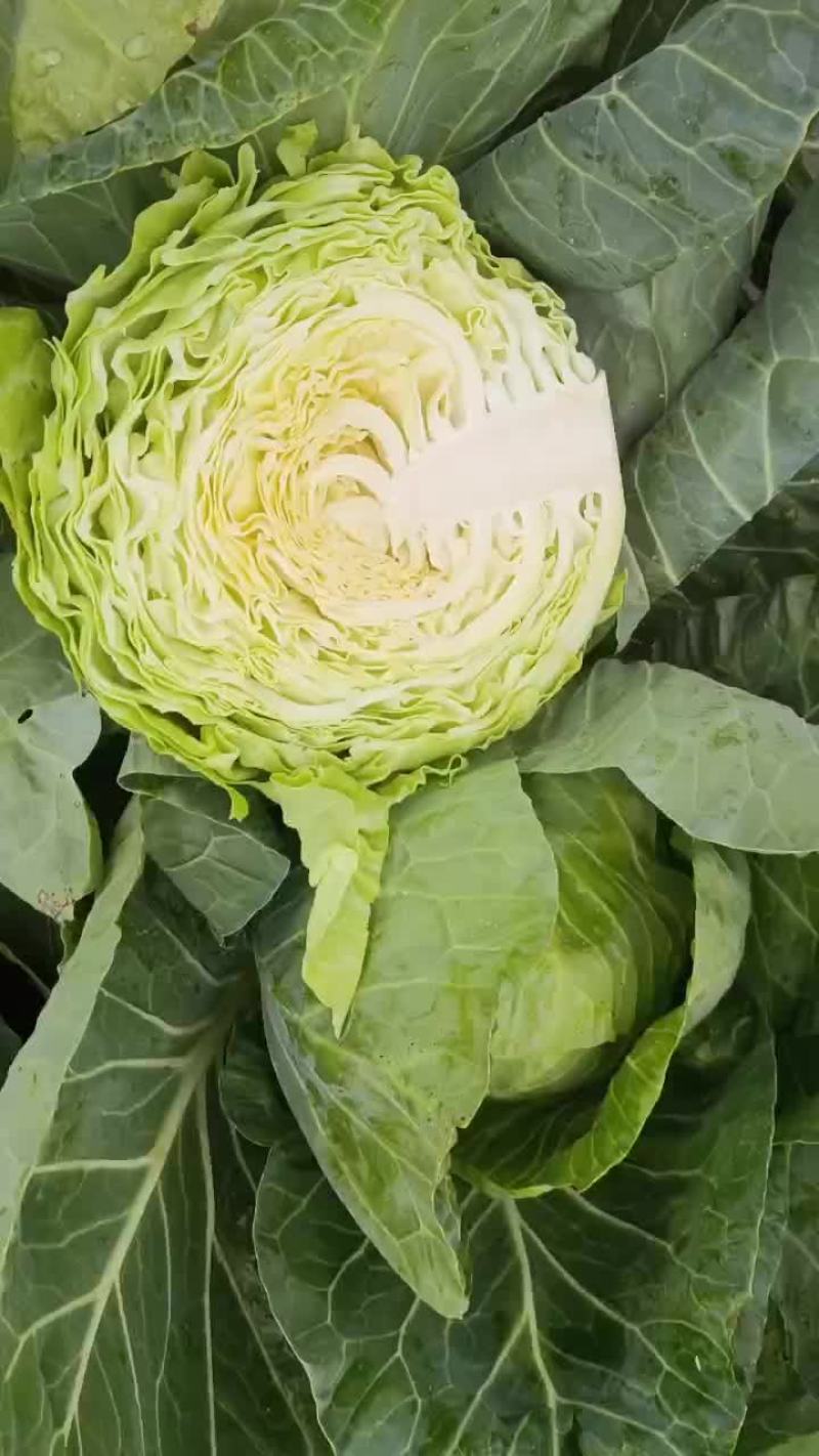 甘蓝，手感菜，面包菜大量有货