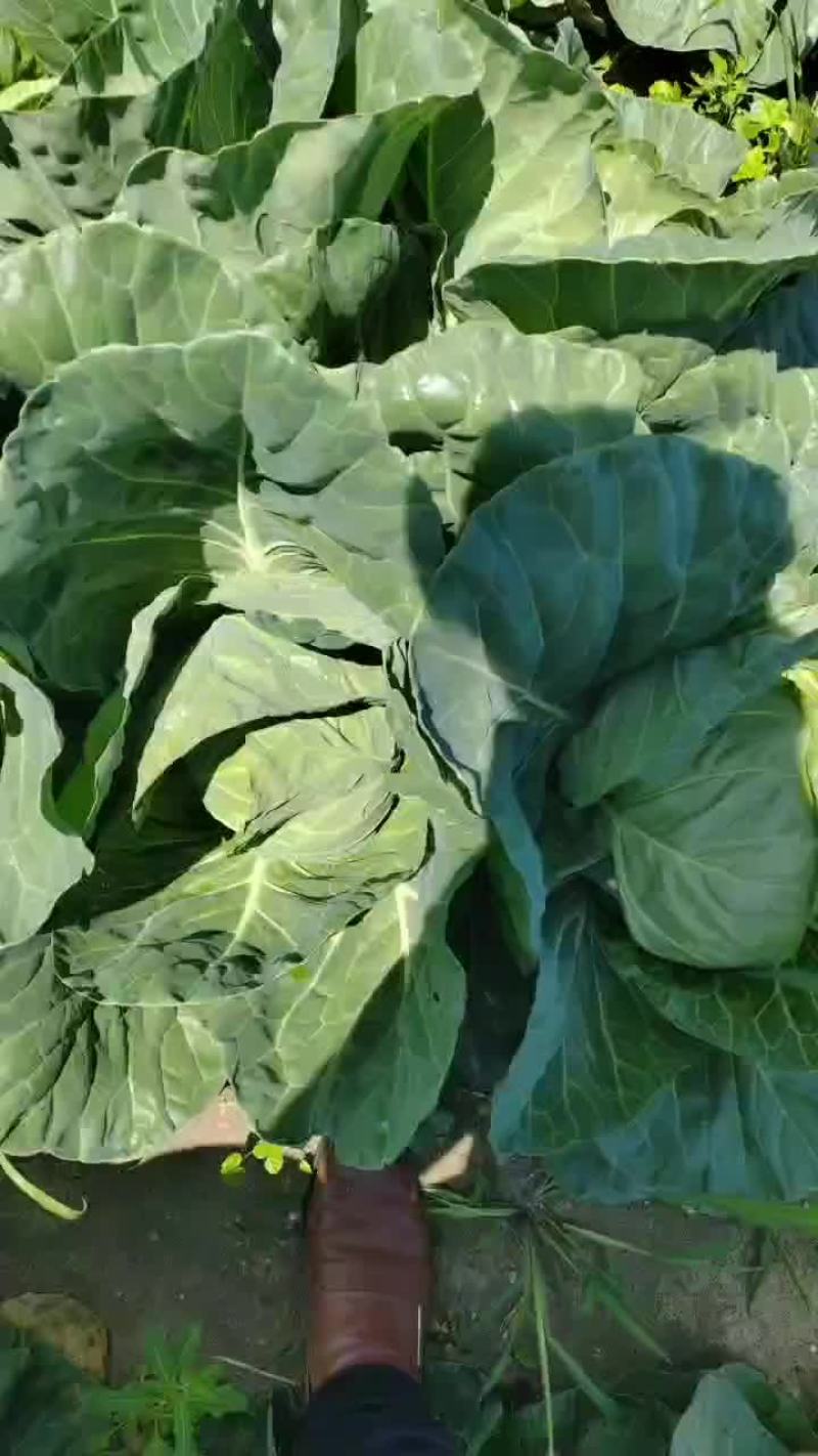 甘蓝，手感菜，面包菜大量有货