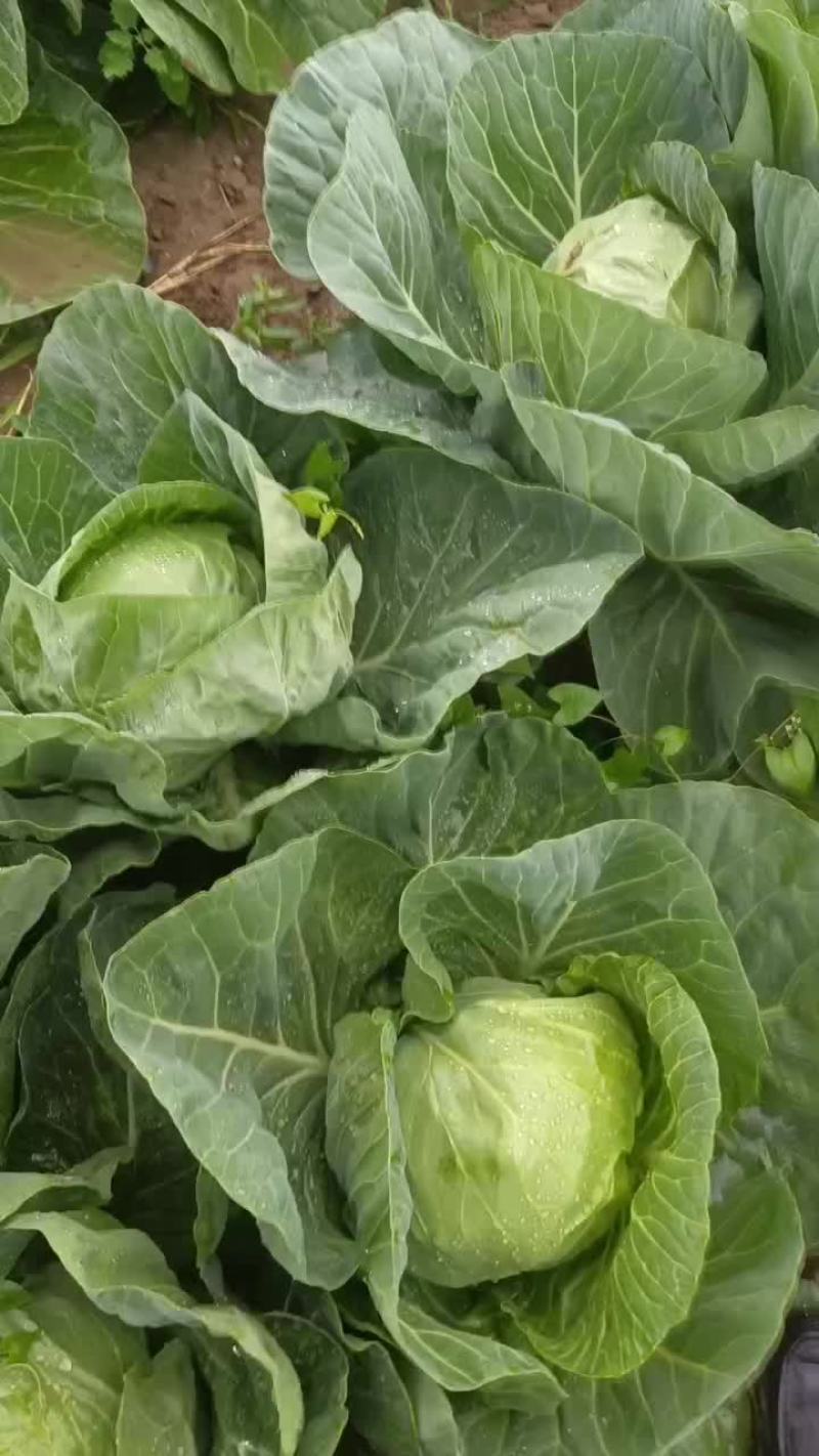 甘蓝，手感菜，面包菜大量有货