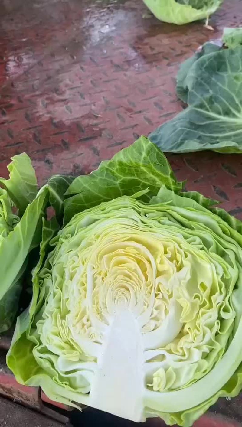 甘蓝，手感菜，面包菜大量有货