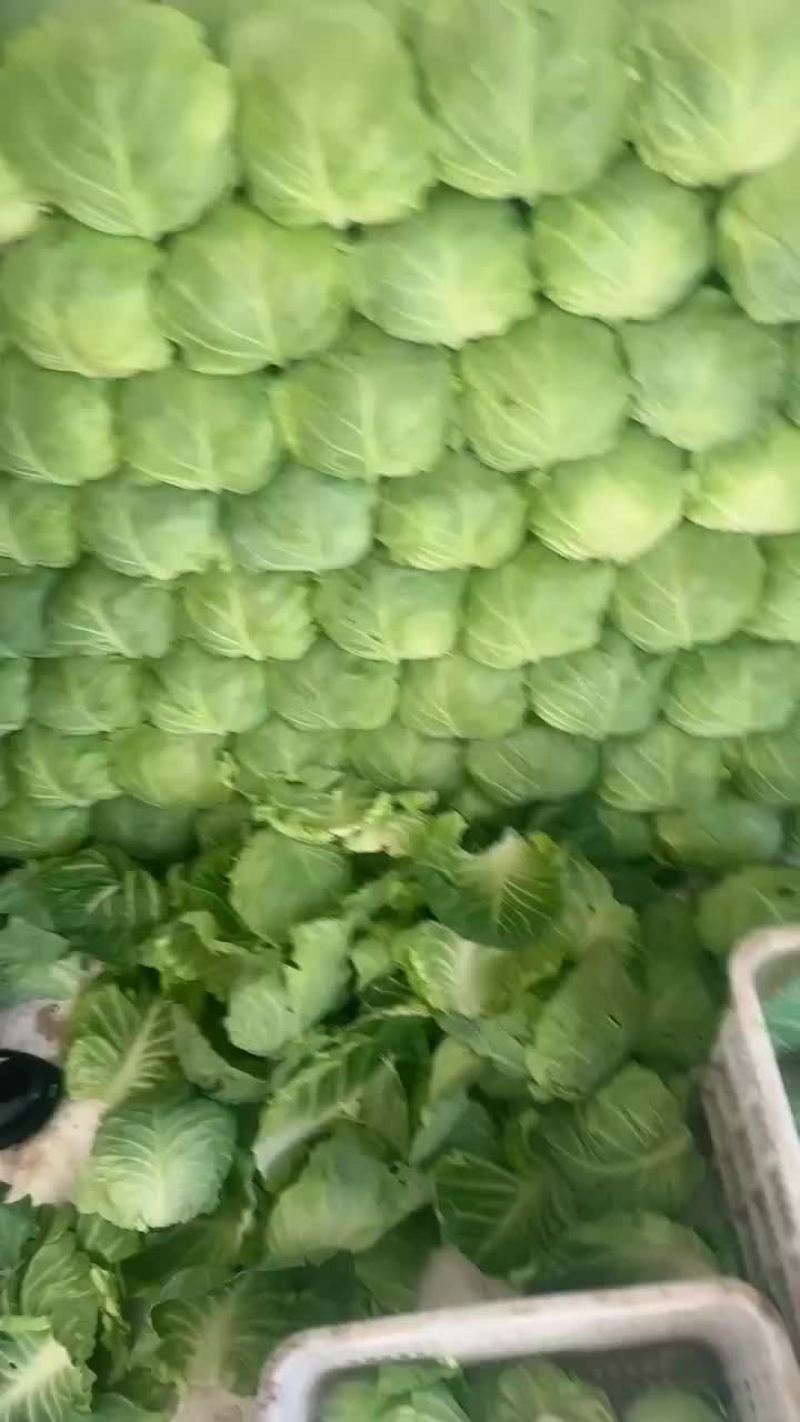 甘蓝，手感菜，面包菜大量有货