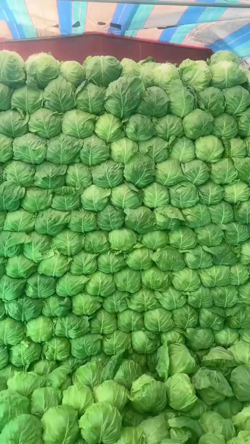甘蓝，手感菜，面包菜大量有货