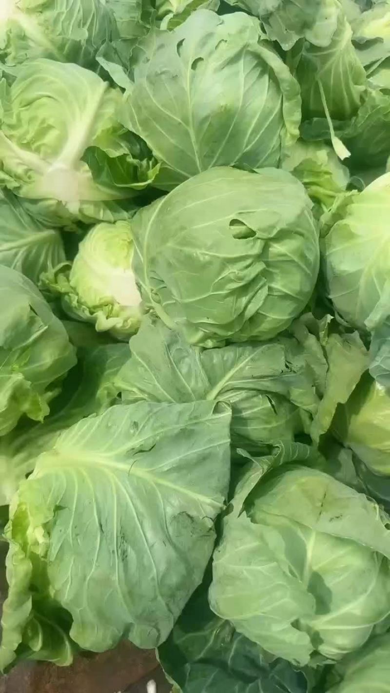 甘蓝，手感菜，面包菜大量有货