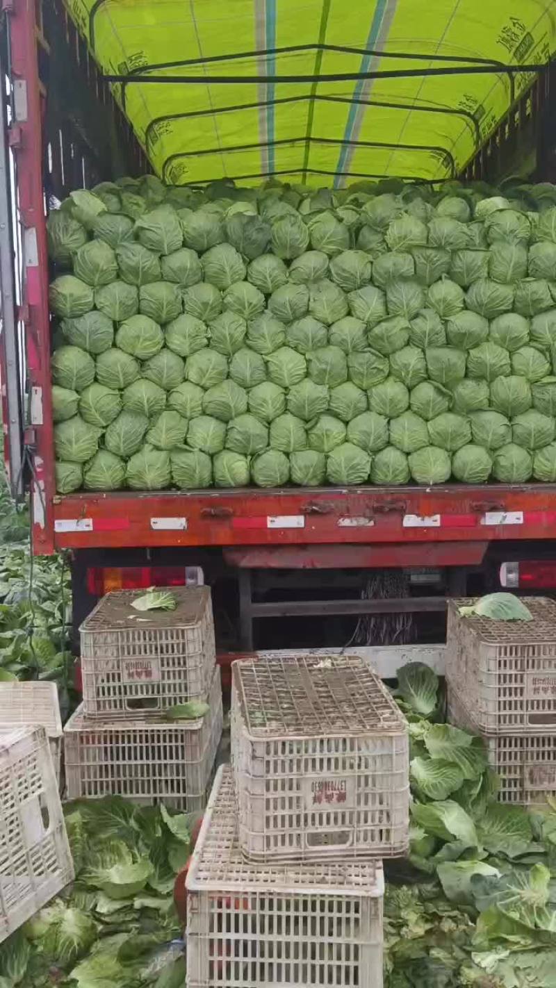 甘蓝，手感菜，面包菜大量有货