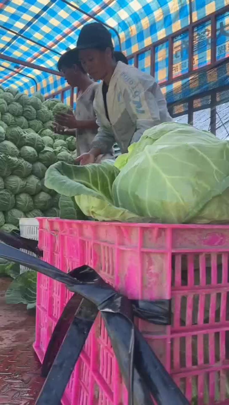 甘蓝，手感菜，面包菜大量有货