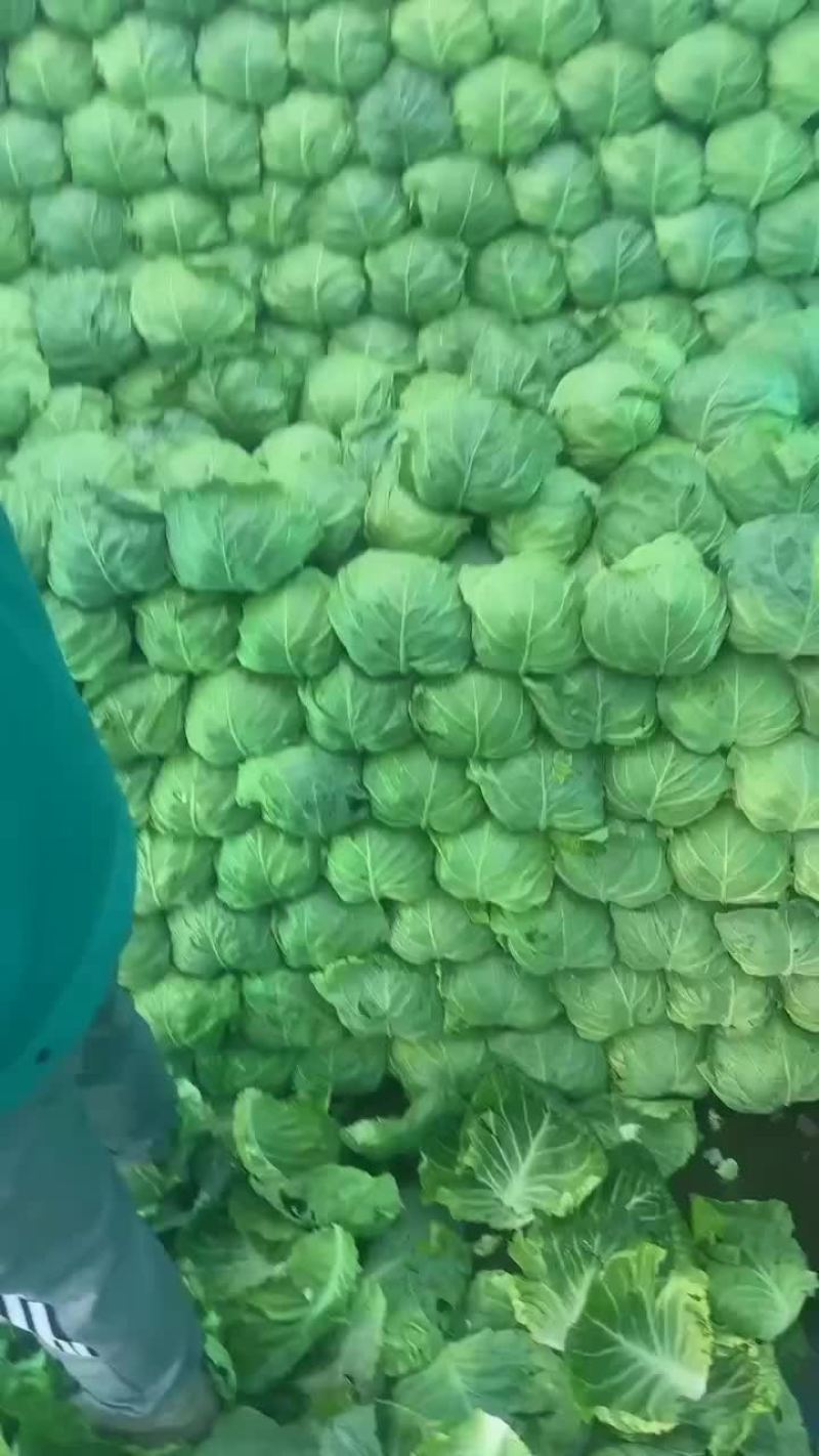 甘蓝，手感菜，面包菜大量有货