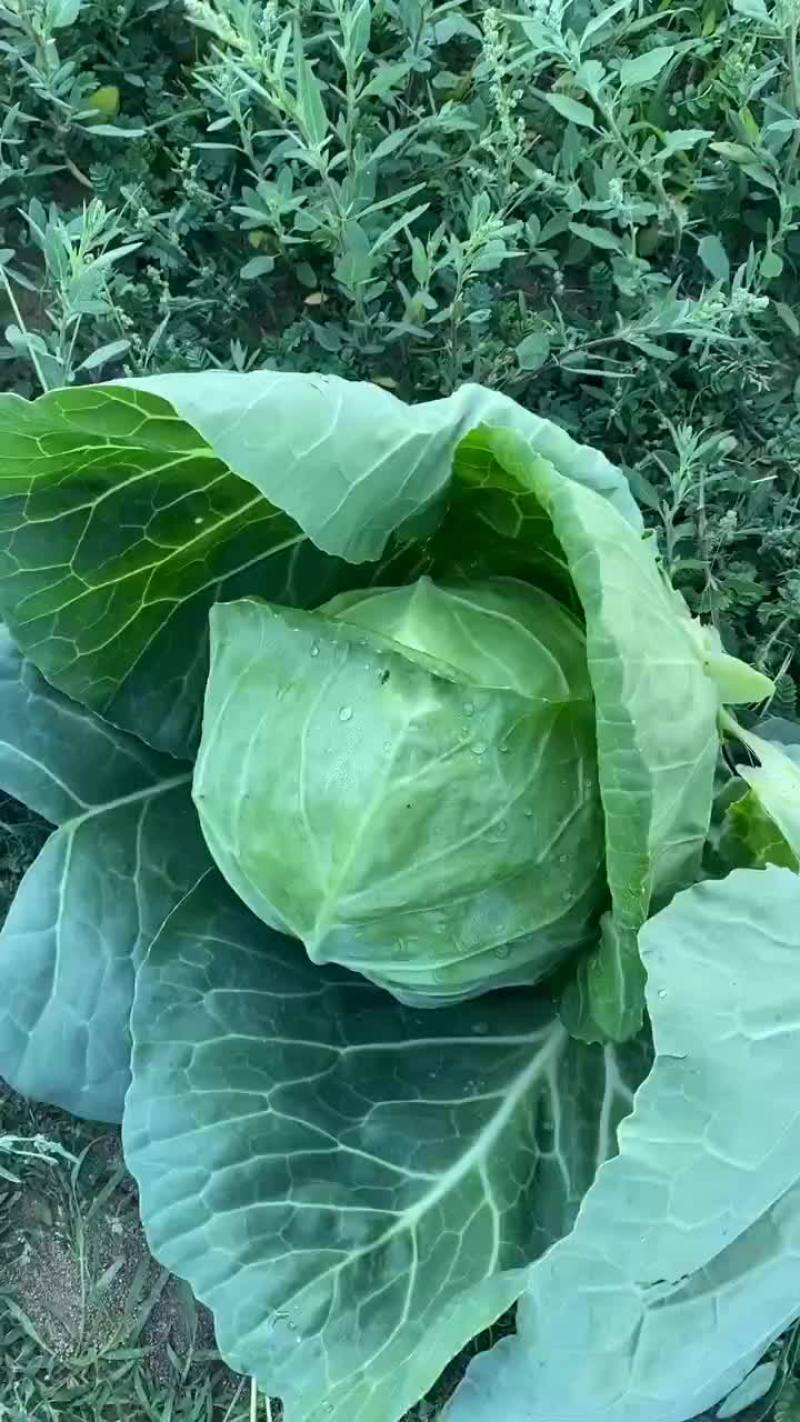 甘蓝，手感菜，面包菜大量有货