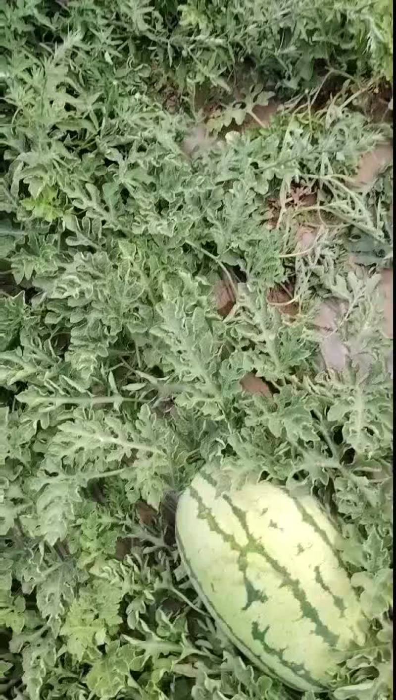 山西大地西瓜