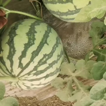今天是7月20日本地麒麟西瓜大量有货