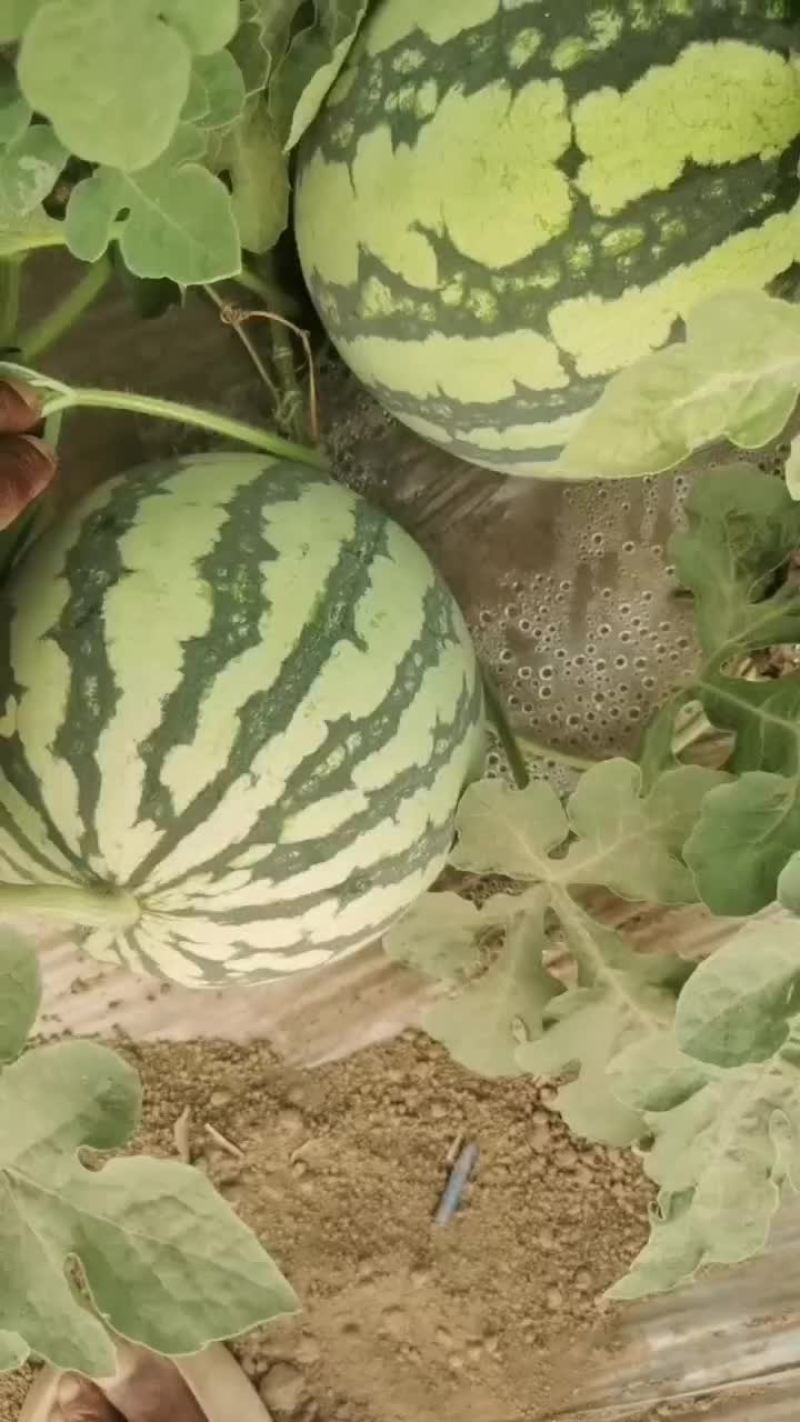 今天是7月20日本地麒麟西瓜大量有货
