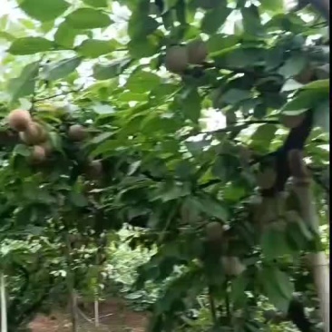 大园子小芙蓉李，大个头，个头均匀，果面干净