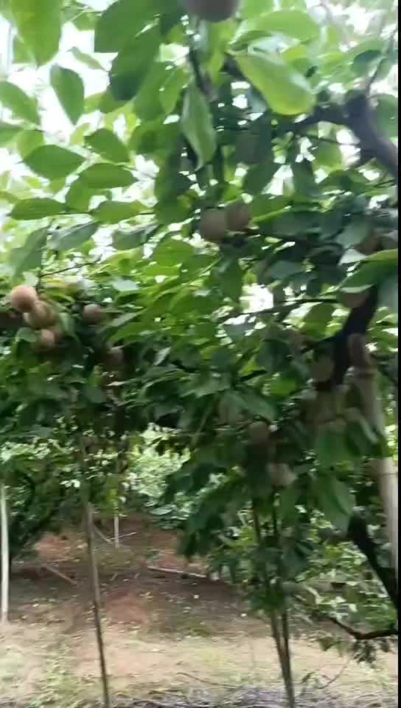 大园子小芙蓉李，大个头，个头均匀，果面干净