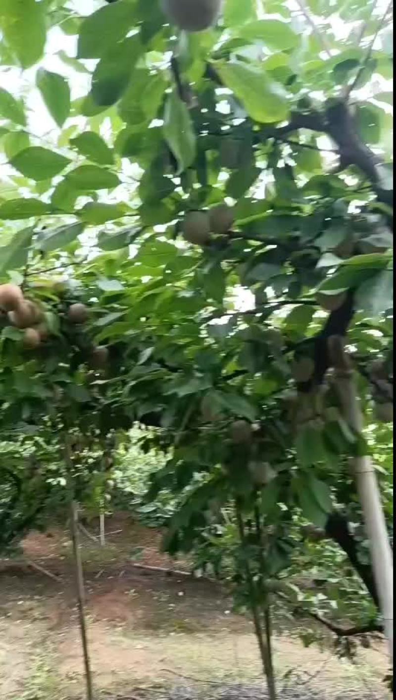 大园子小芙蓉李，大个头，个头均匀，果面干净