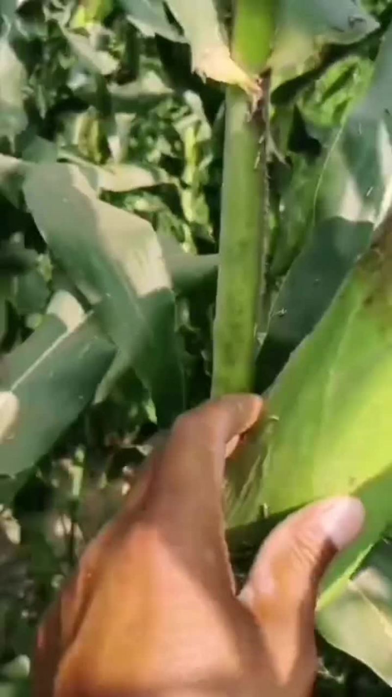 甜玉米大量有货