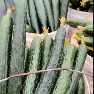 顶花带刺的瓜真的好吃吗，还是只觉得好看