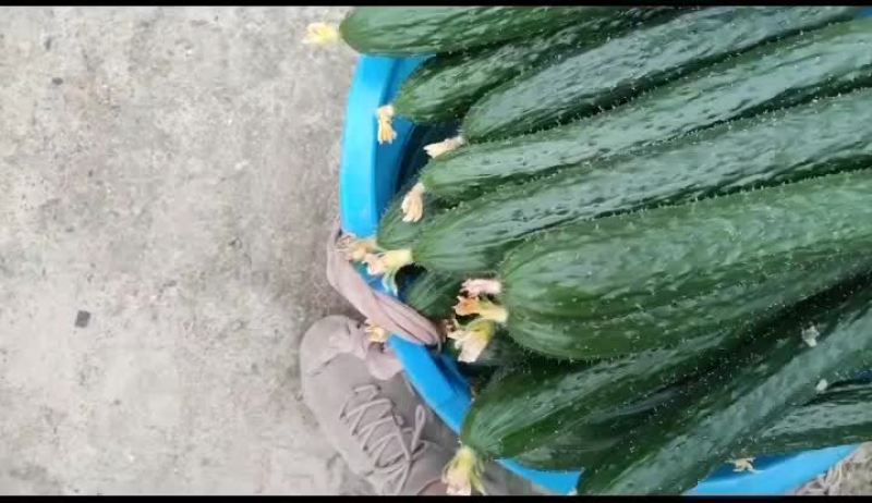 顶花带刺的瓜真的好吃吗，还是只觉得好看