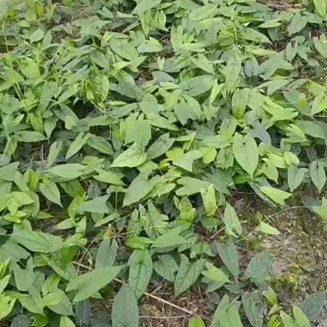 地苦胆苗
