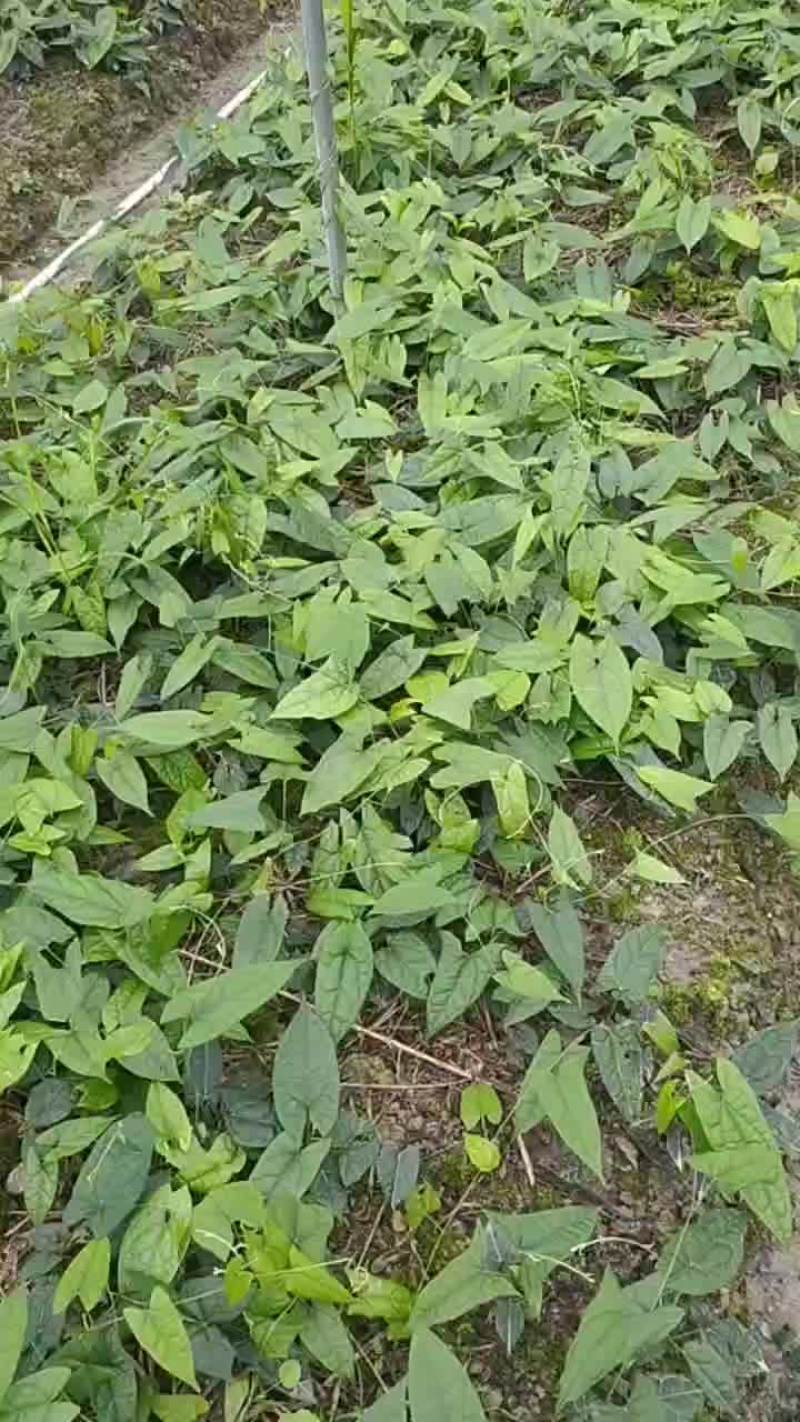 地苦胆苗