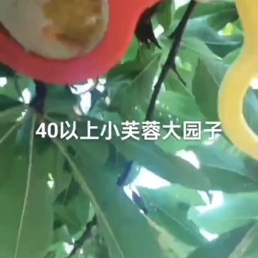 小芙蓉大个头大园子，欢迎老板来采购