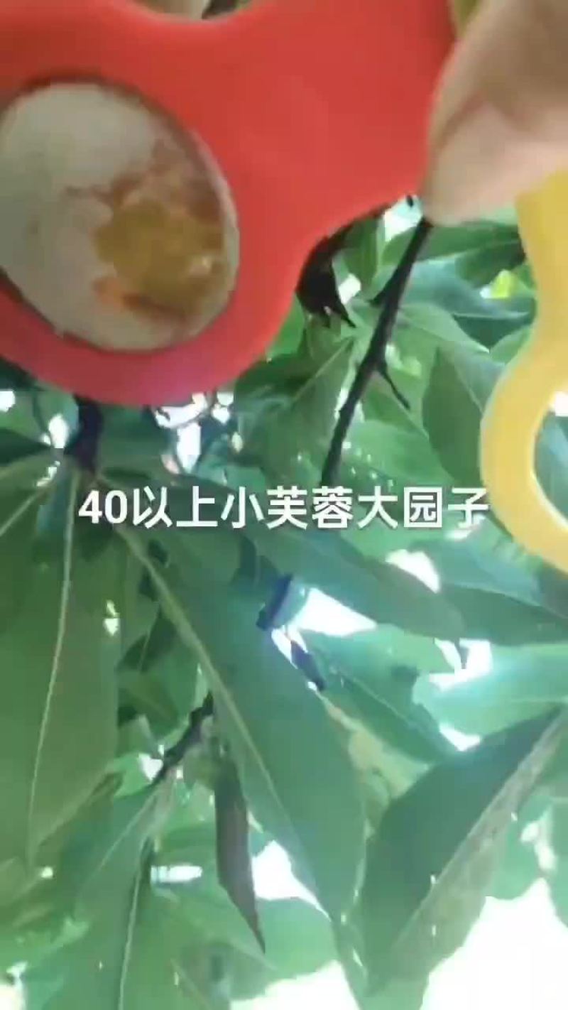 小芙蓉大个头大园子，欢迎老板来采购