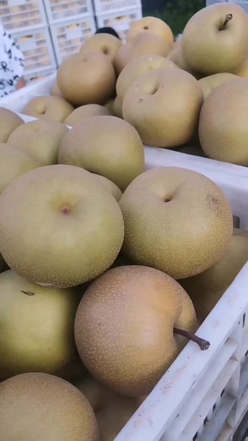 砀山梨