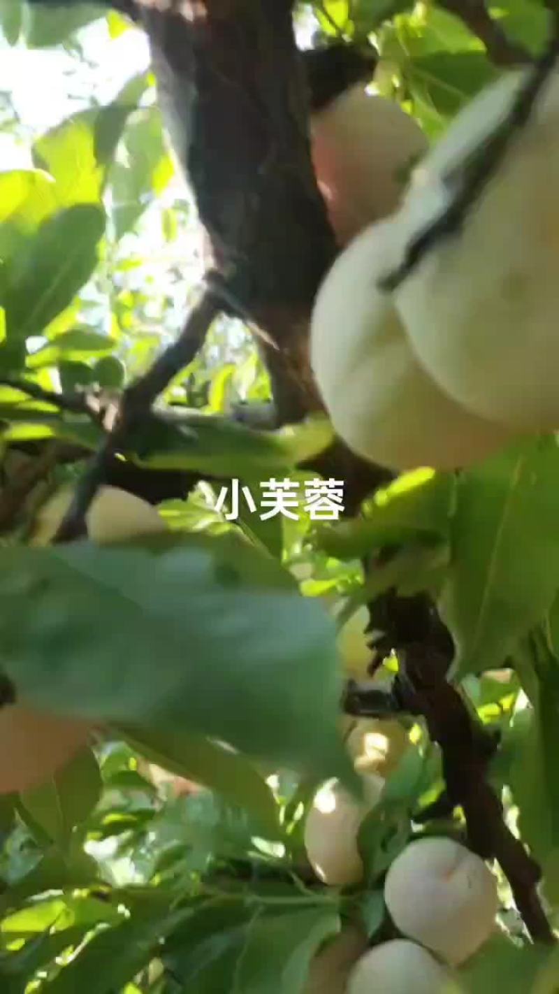 小芙蓉大个头大园子，欢迎老板来采购