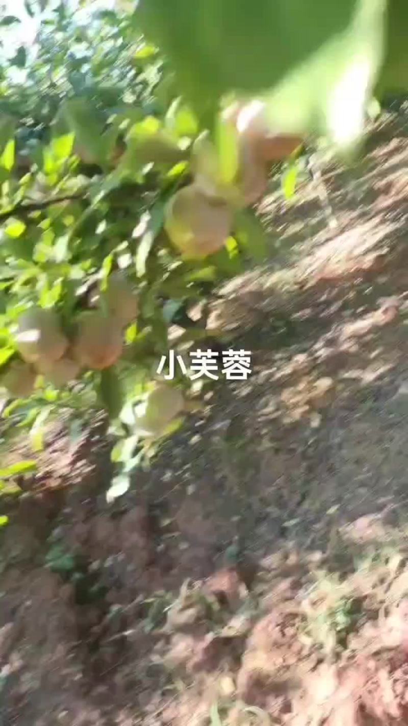 小芙蓉大个头大园子，欢迎老板来采购