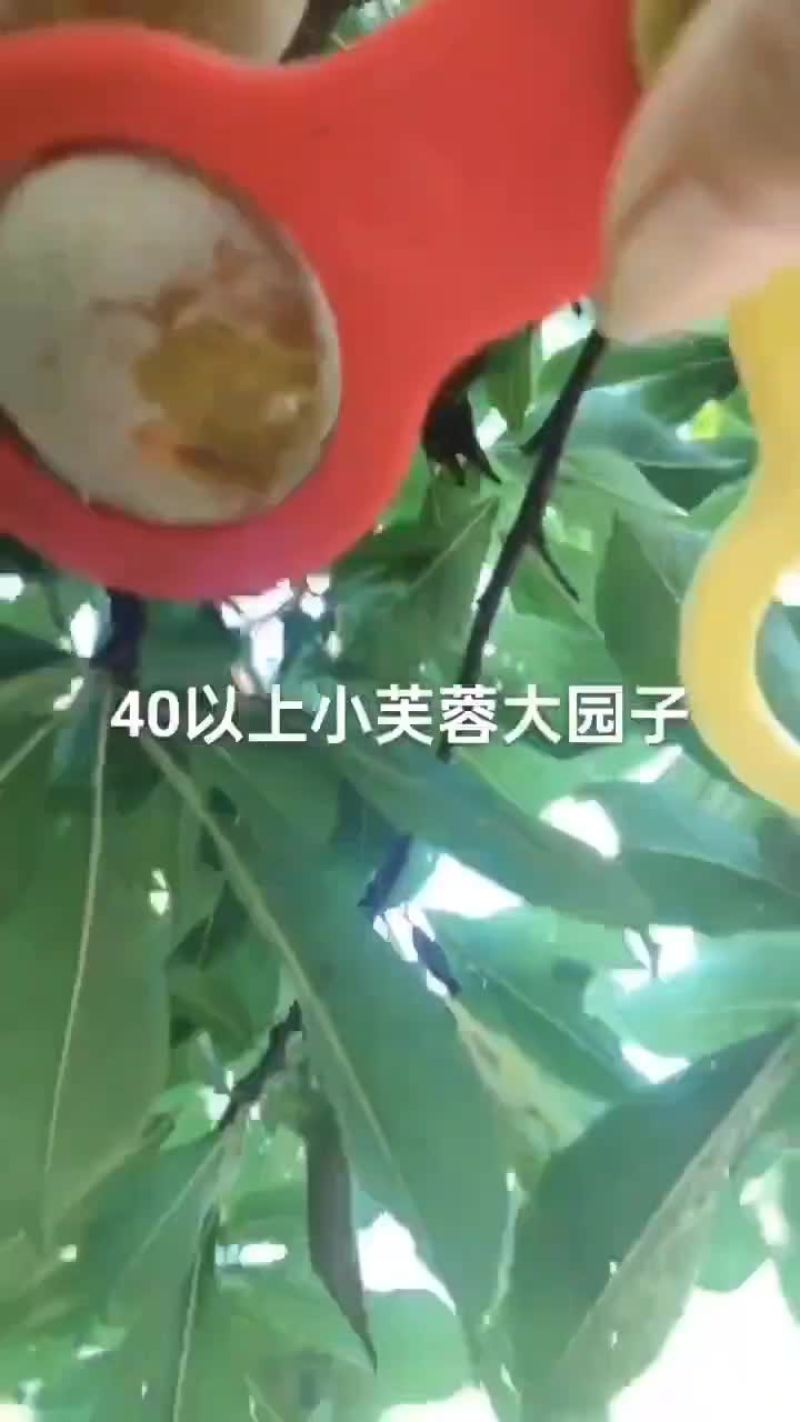 小芙蓉大个头大园子，欢迎老板来采购