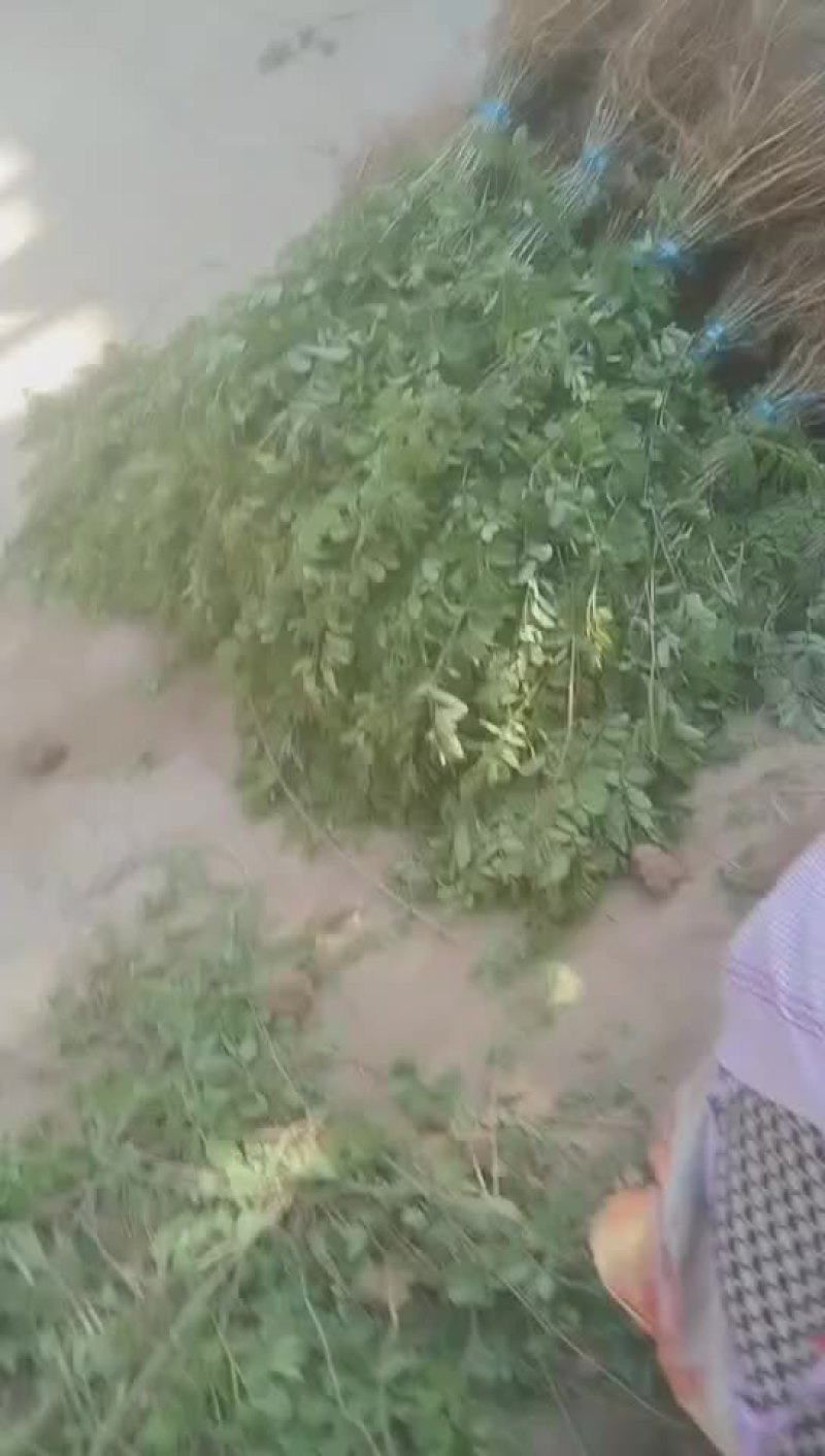 紫穗槐苗