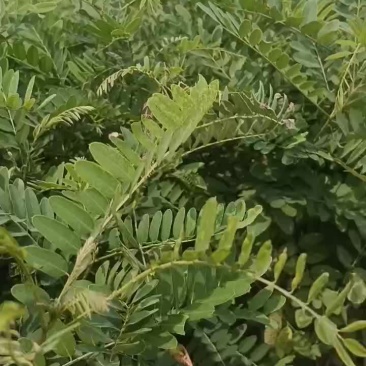 紫穗槐苗