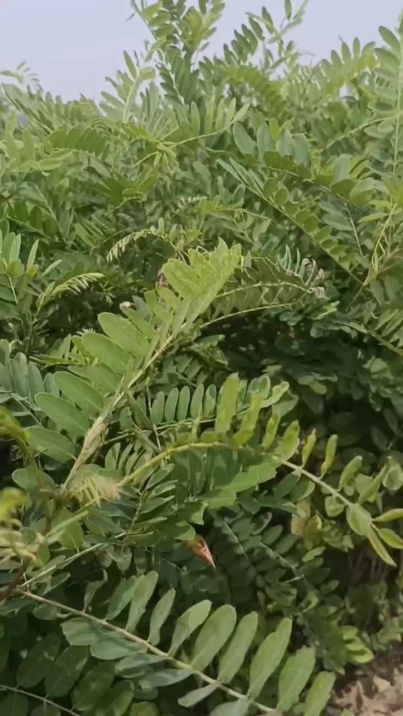 紫穗槐苗