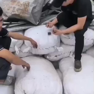 狗脊