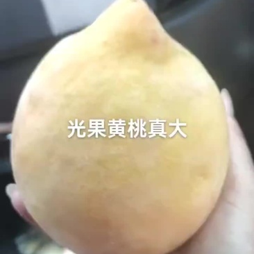 你们见过多少一个一斤多黄桃吗？看着就想要