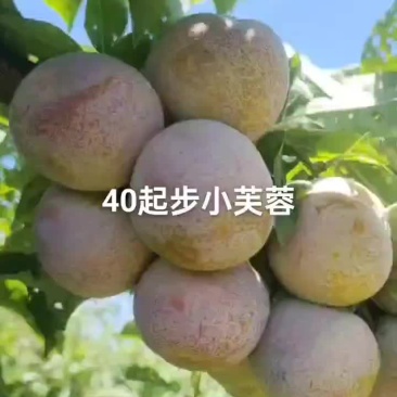 今天看几个小芙蓉大园子个头大口感甜