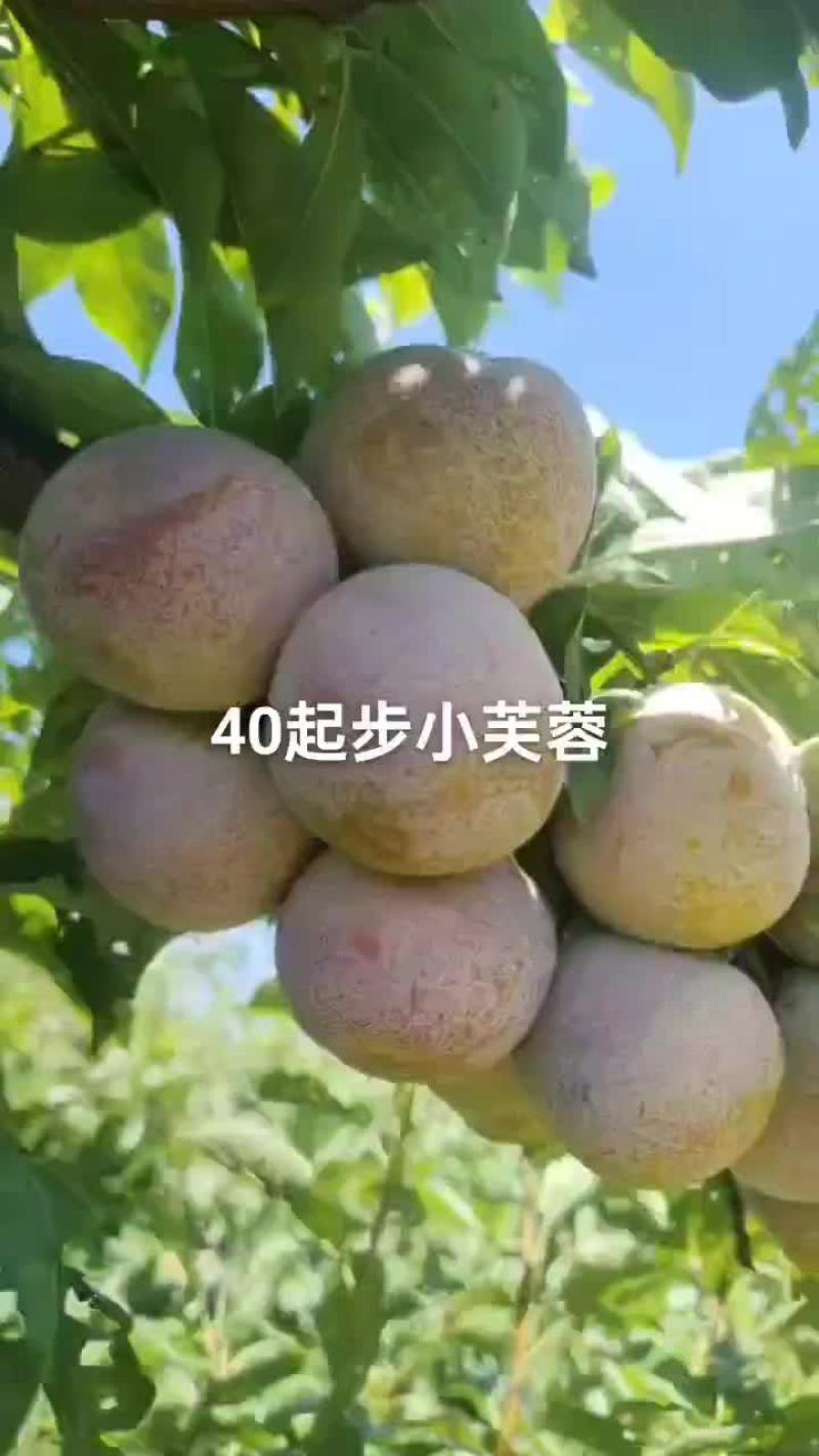 今天看几个小芙蓉大园子个头大口感甜