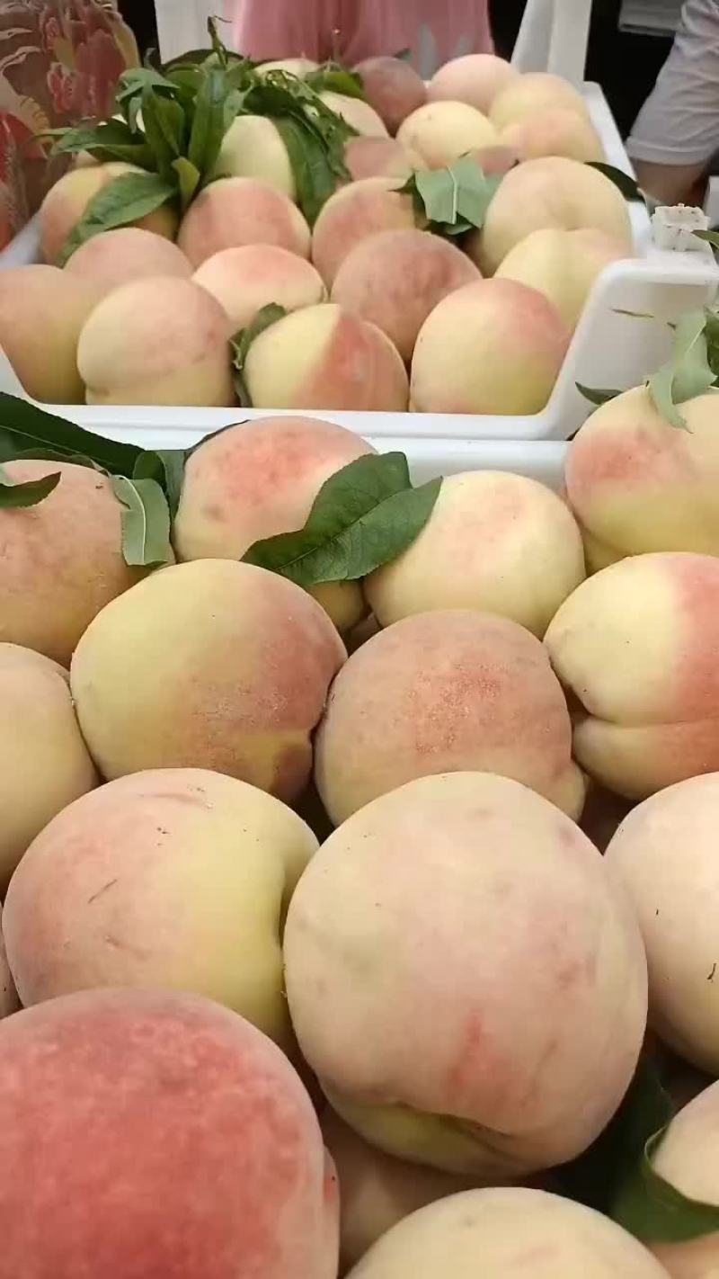 毛桃大量上市中有需要老板联系我