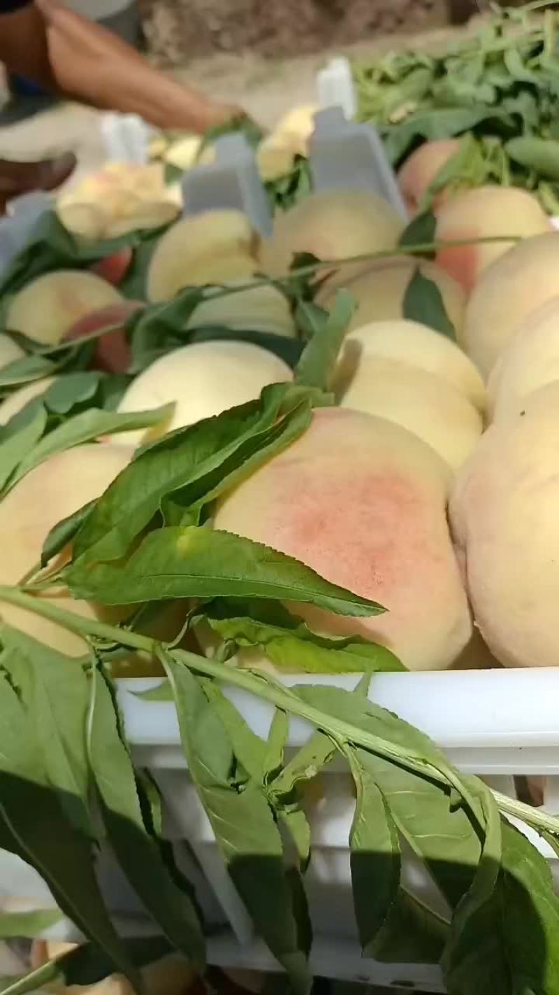 毛桃大量上市中有需要老板联系我