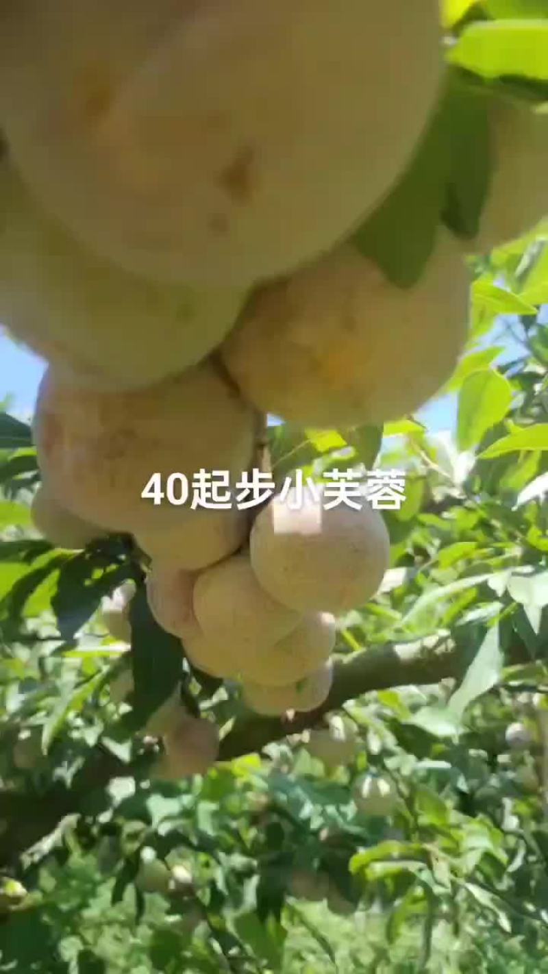今天看几个小芙蓉大园子个头大口感甜