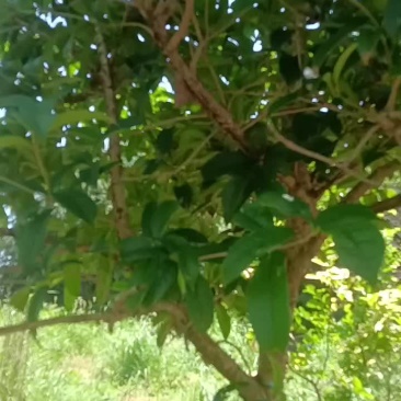 桂花树