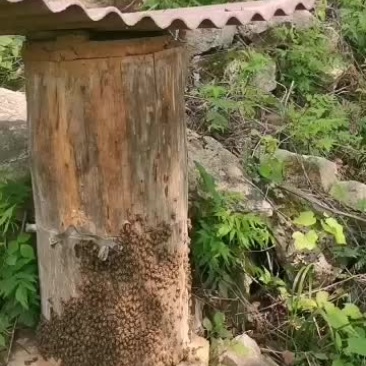 纯正土蜂蜜，源自大自然的甜蜜滋味