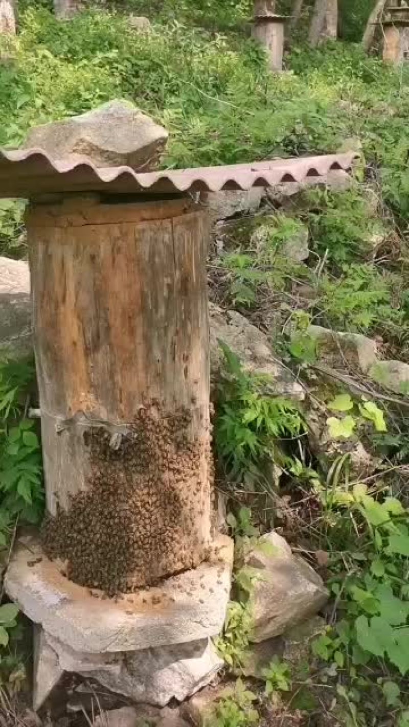 纯正土蜂蜜，源自大自然的甜蜜滋味