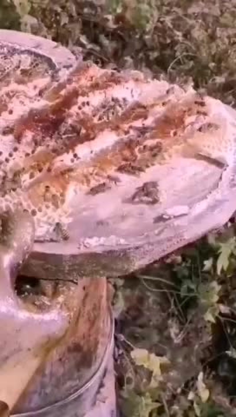 东北老咸深山木桶养殖一年取一次蜜原滋原味土蜂蜜