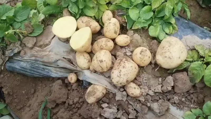 精品沃土5号