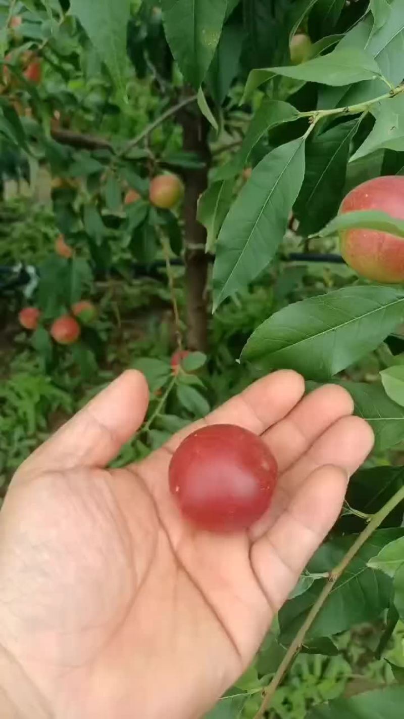 陕西珍珠枣油桃大量上市中，1号，3号，5号