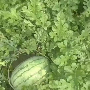 金城武西瓜头茬不怕大的来