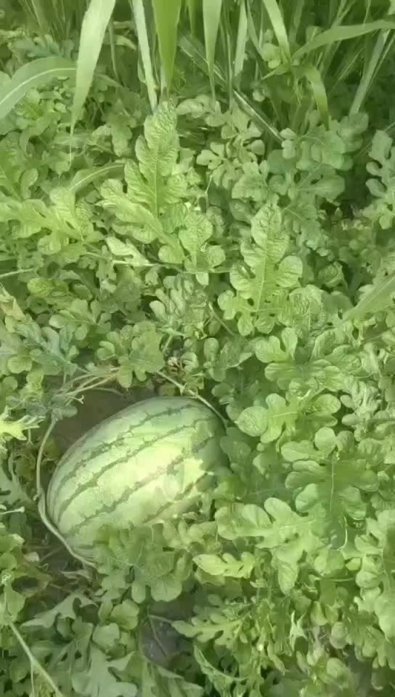 金城武西瓜头茬不怕大的来