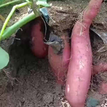 大家好，柘山镇烟薯出货中