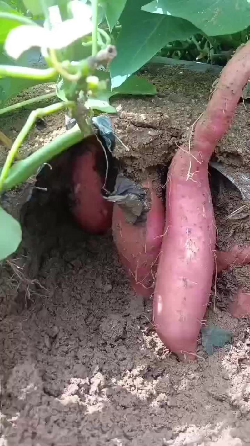 大家好，柘山镇烟薯出货中