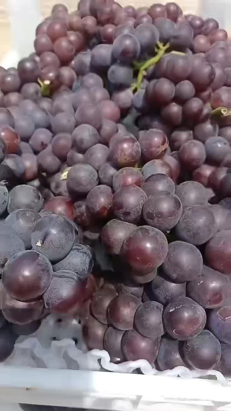 夏黑莆萄大量上市中有需要老板联系我，，各种莆萄大量上市中
